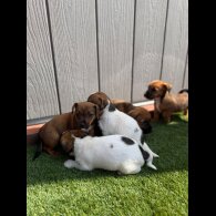 Jack Russell - Both