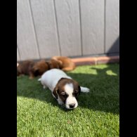 Jack Russell - Both