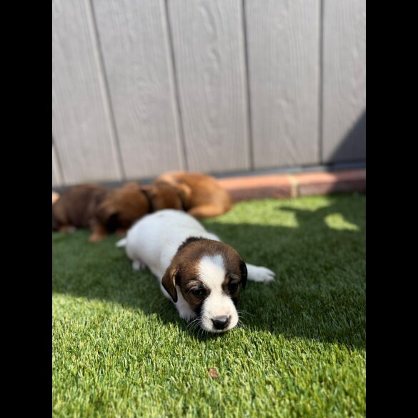 Jack Russell - Both