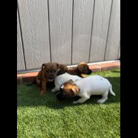 Jack Russell - Both