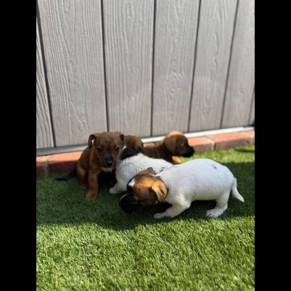 Jack Russell - Both