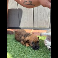 Jack Russell - Both