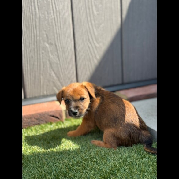 Jack Russell - Both