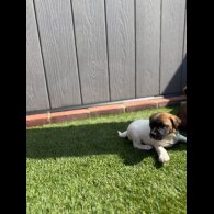Jack Russell - Both