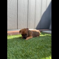 Jack Russell - Both