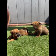 Jack Russell - Both