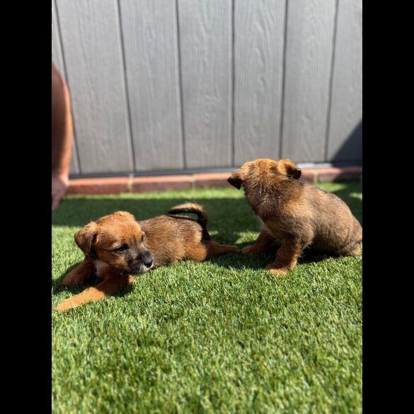 Jack Russell - Both