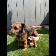 Jack Russell - Both