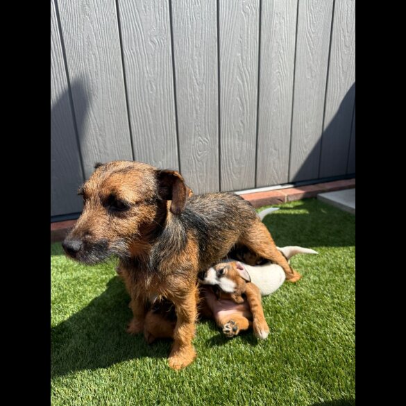 Jack Russell - Both