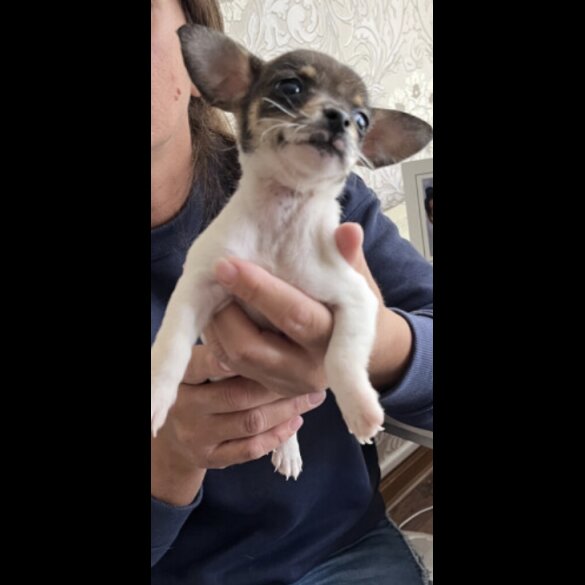 Jack Russell - Dogs