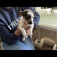 Jack Russell - Dogs