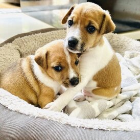 Jack Russell - Both