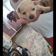 Jack Russell - Both