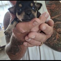 Jack Russell - Both