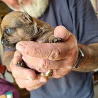 Jack Russell - Both