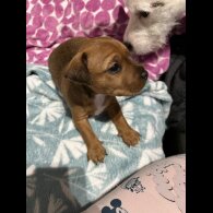 Jack Russell - Dogs