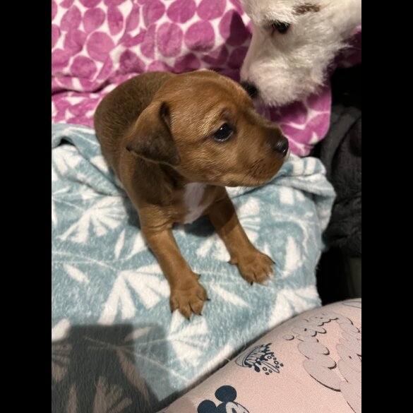 Jack Russell - Dogs
