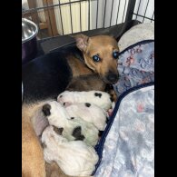 Jack Russell - Dogs