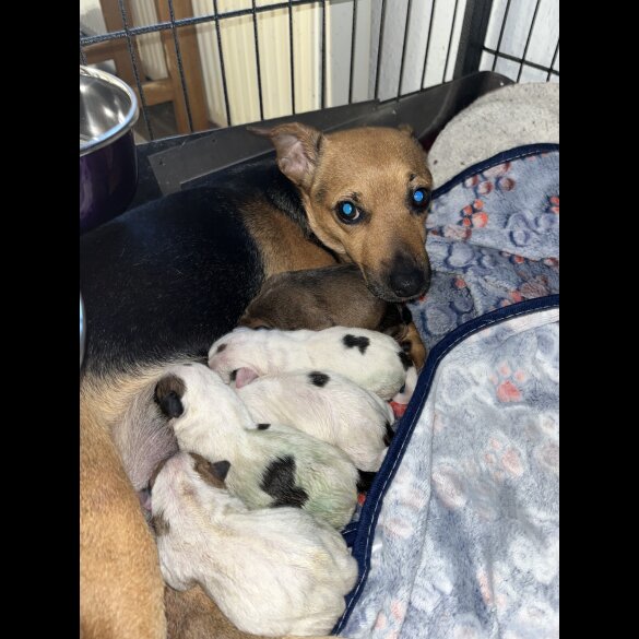 Jack Russell - Dogs