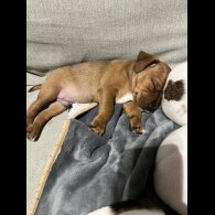Jack Russell - Dogs