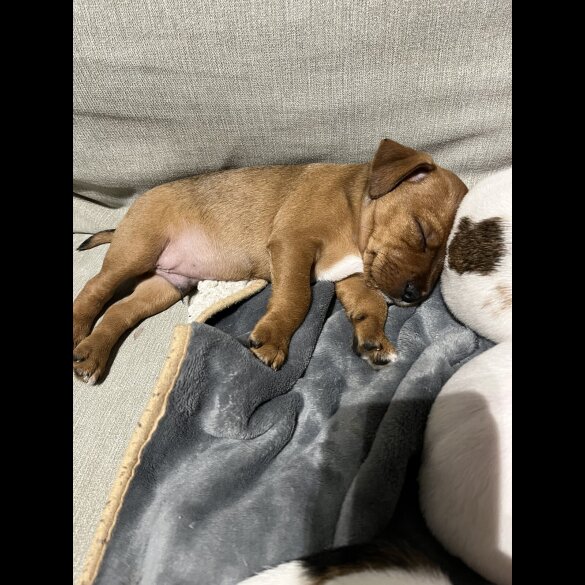 Jack Russell - Dogs