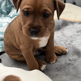 Jack Russell - Dogs