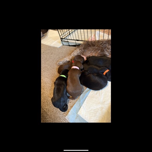 Dachshund (Standard &amp; Miniature) - Both