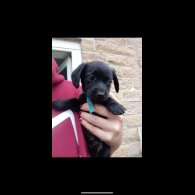 Dachshund (Standard &amp; Miniature) - Both