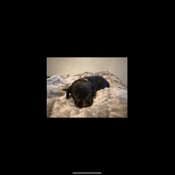 Dachshund (Standard &amp; Miniature) - Both