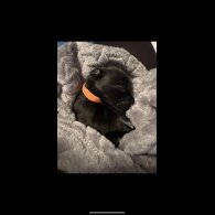 Dachshund (Standard &amp; Miniature) - Both