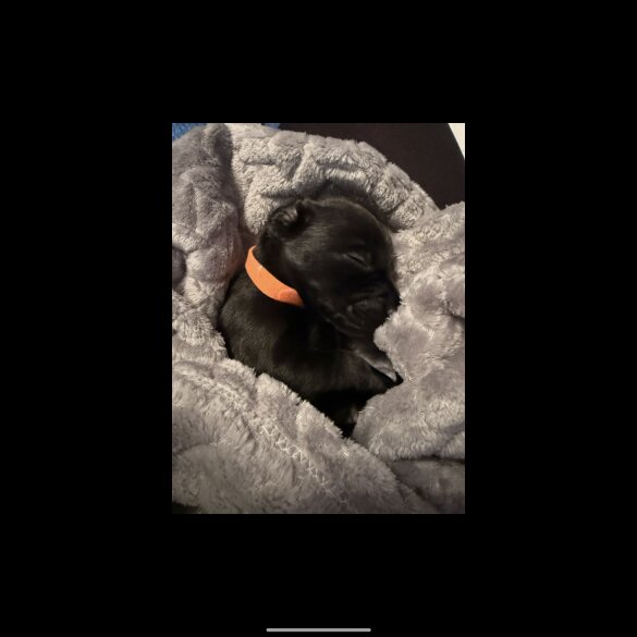 Dachshund (Standard &amp; Miniature) - Both
