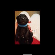 Dachshund (Standard &amp; Miniature) - Both