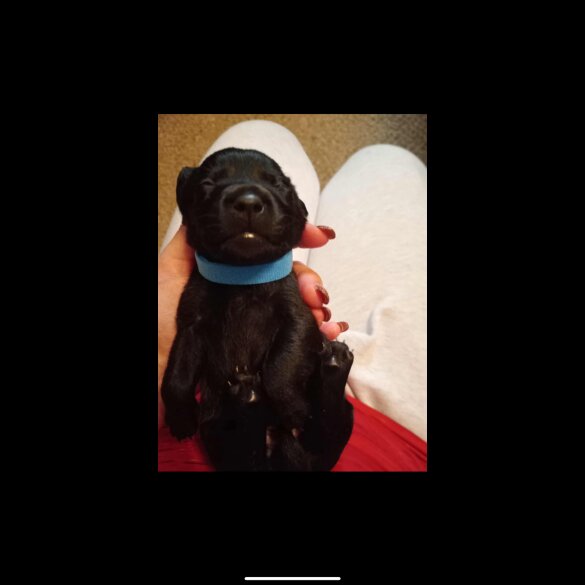 Dachshund (Standard &amp; Miniature) - Both