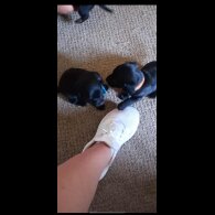 Dachshund (Standard &amp; Miniature) - Both