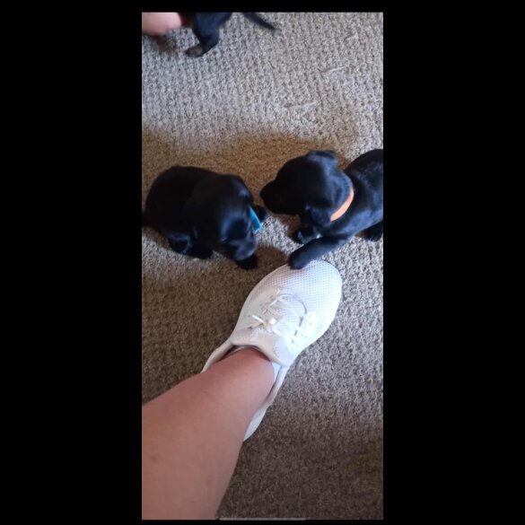 Dachshund (Standard &amp; Miniature) - Both