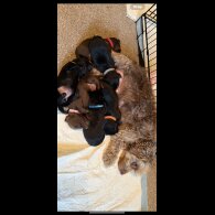 Dachshund (Standard &amp; Miniature) - Both