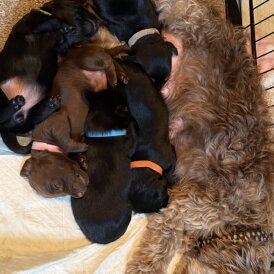 Dachshund (Standard &amp; Miniature) - Both