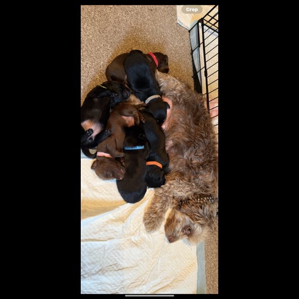 Dachshund (Standard &amp; Miniature) - Both