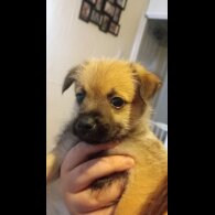 Mixed Breed - Both
