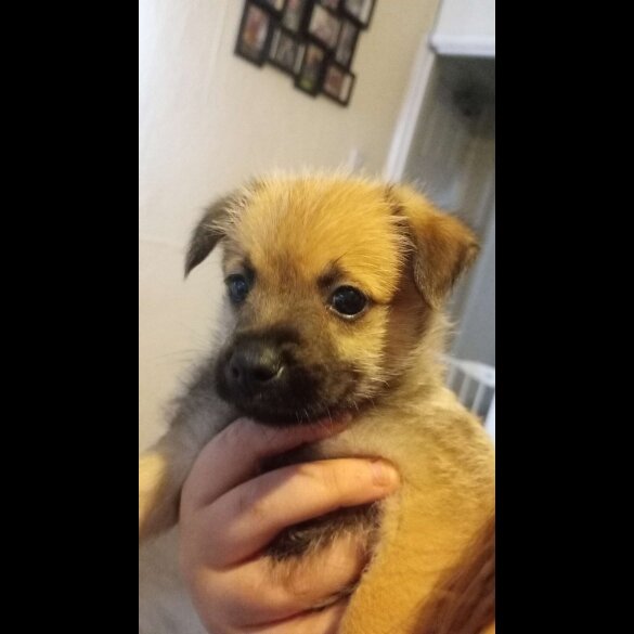 Mixed Breed - Both