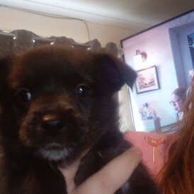 Mixed Breed - Both