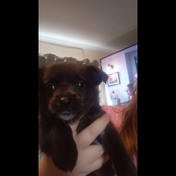Mixed Breed - Both