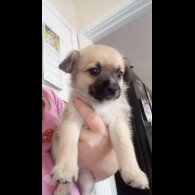 Mixed Breed - Both