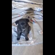 Mixed Breed - Both