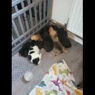 Mixed Breed - Both
