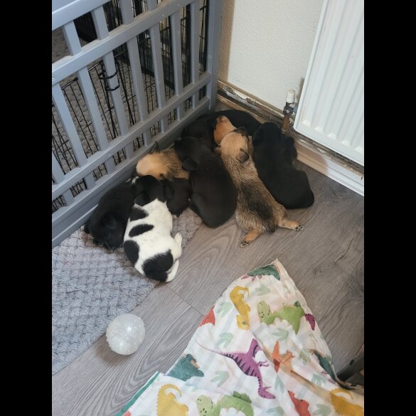 Mixed Breed - Both