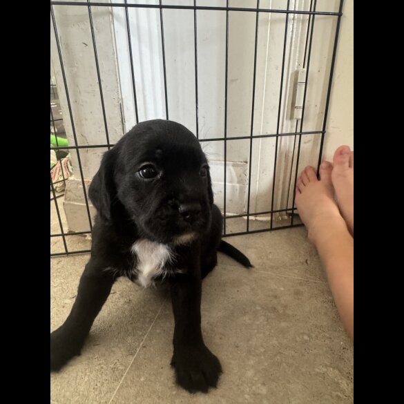 Mixed Breed - Both