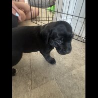 Mixed Breed - Both