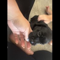 Mixed Breed - Both