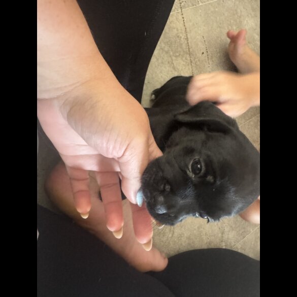 Mixed Breed - Both